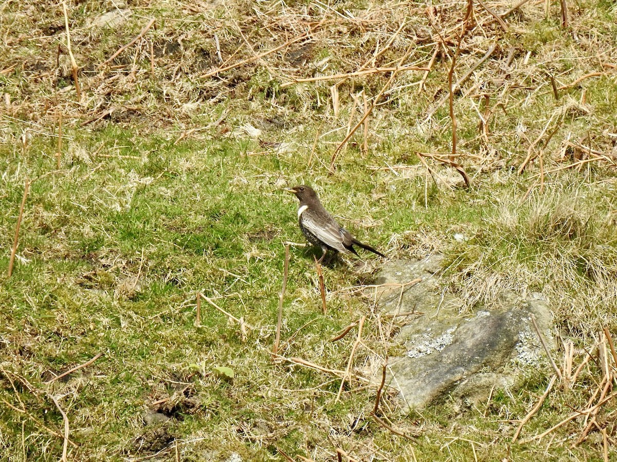 Ring Ouzel (Northern) - ML618022593
