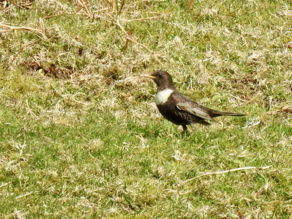 Ring Ouzel (Northern) - ML618022594