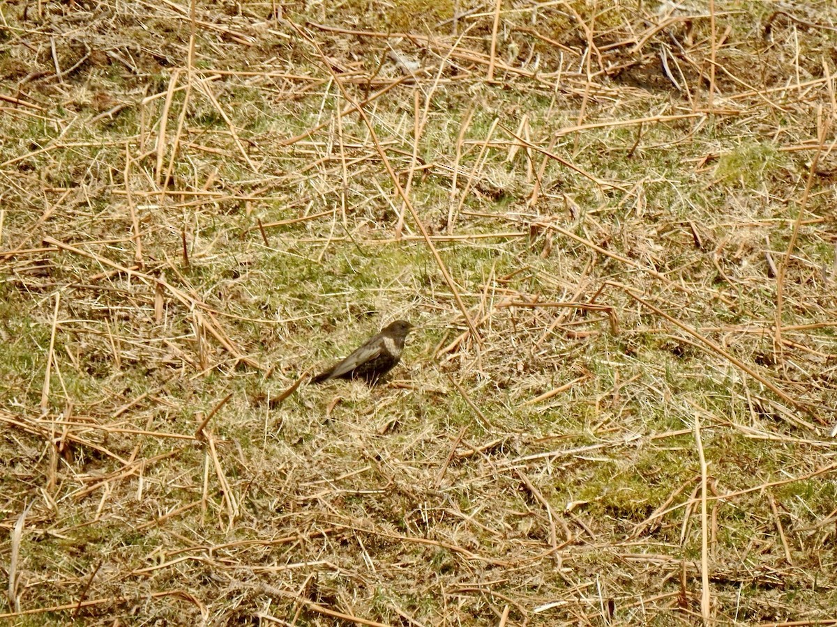 Ring Ouzel (Northern) - ML618022595
