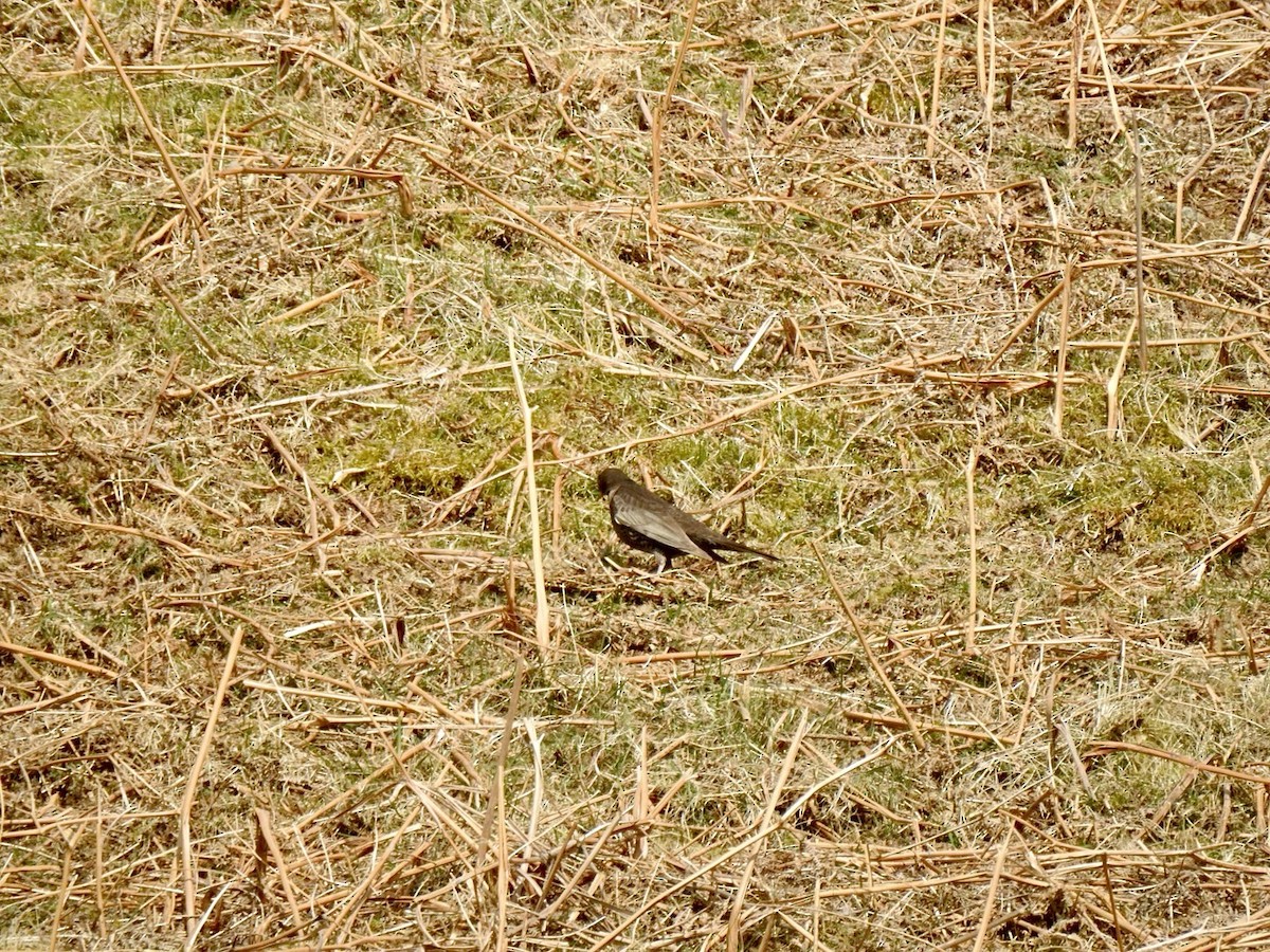 Ring Ouzel (Northern) - ML618022596