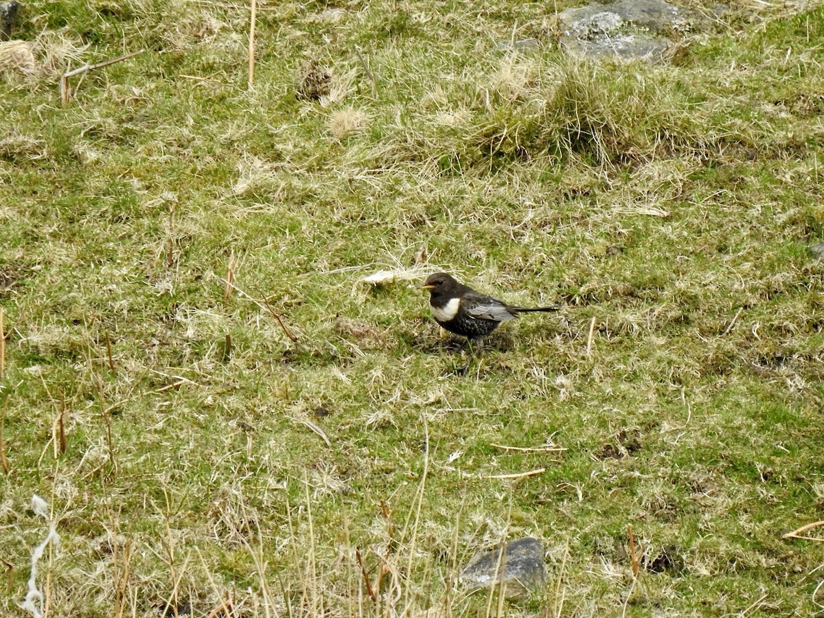 Ring Ouzel (Northern) - ML618022598