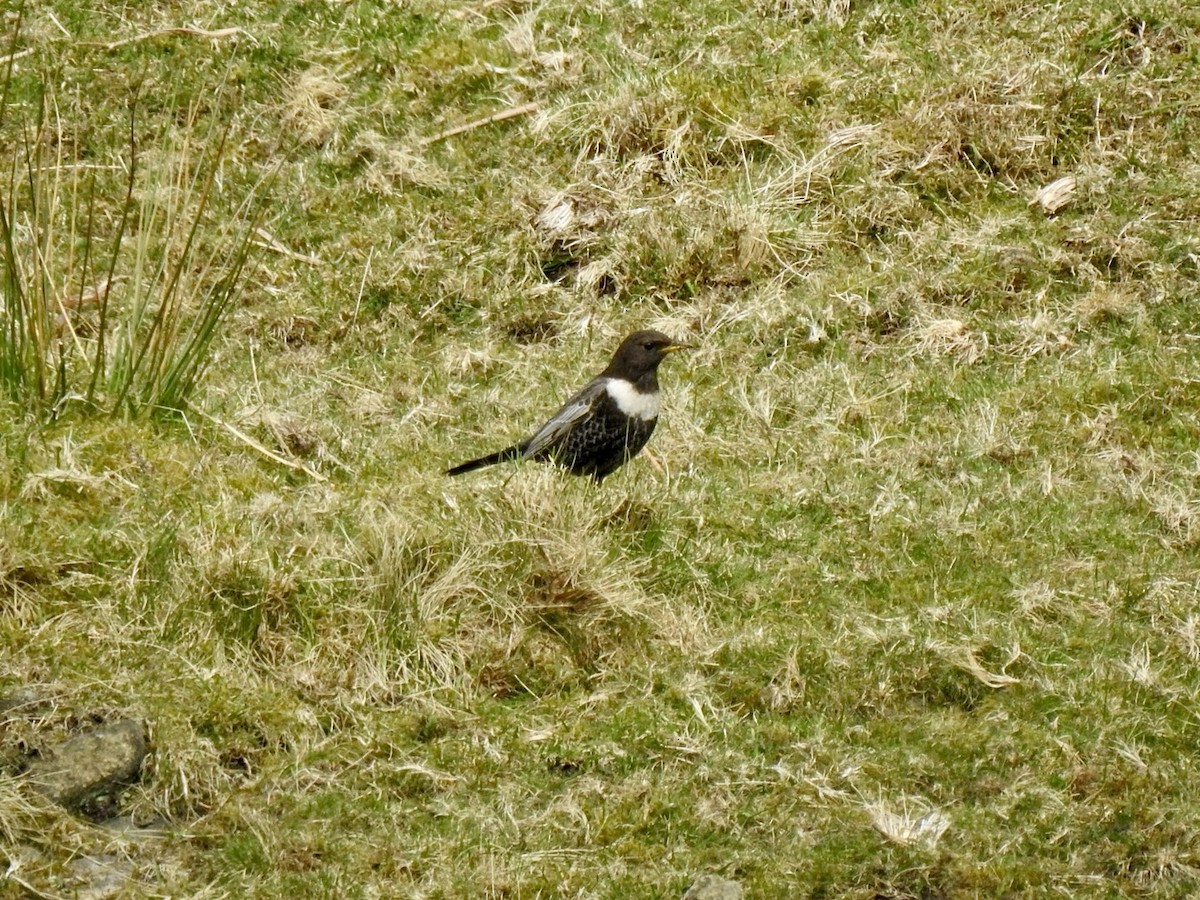 Ring Ouzel (Northern) - ML618022599