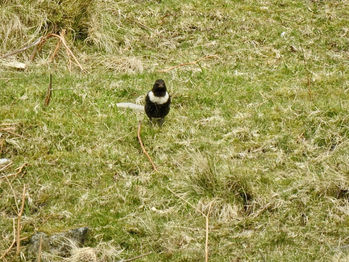Ring Ouzel (Northern) - ML618022600