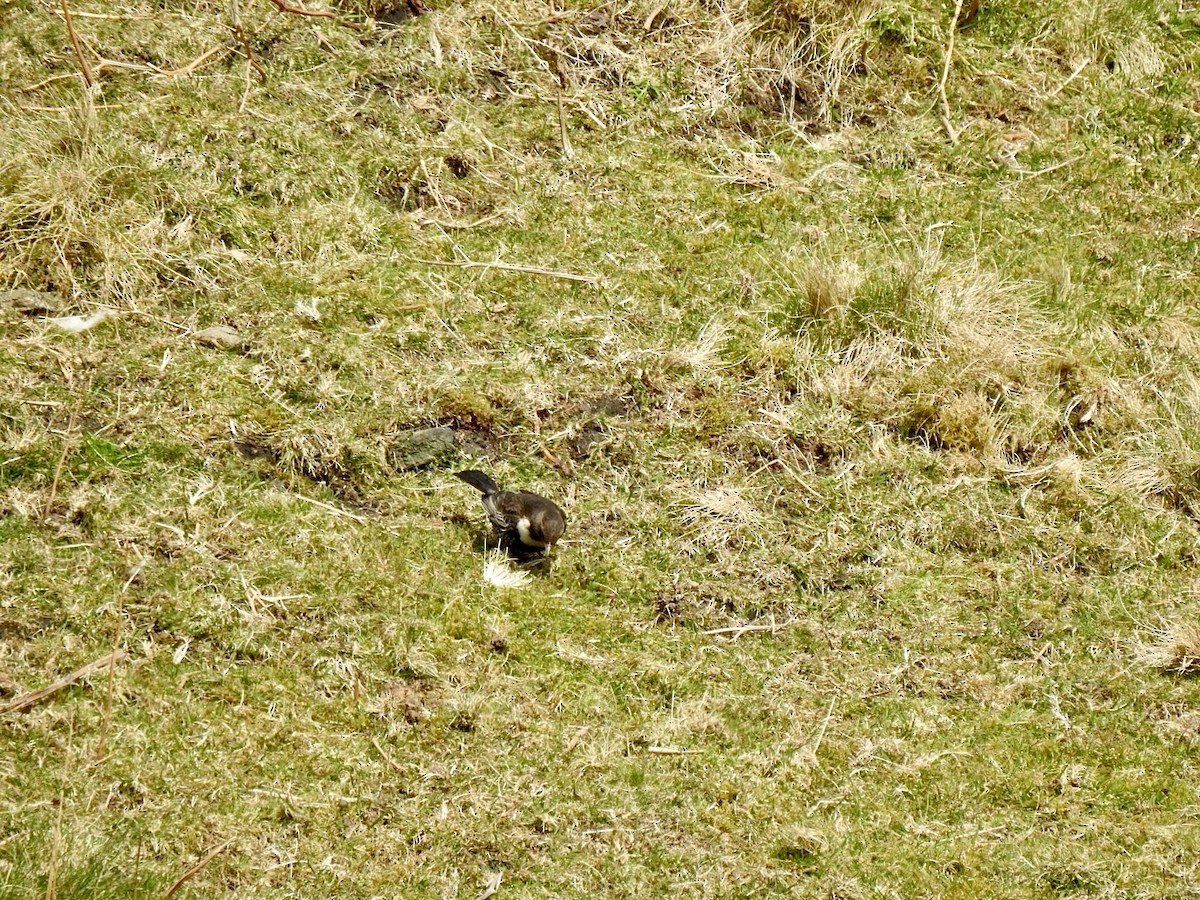 Ring Ouzel (Northern) - ML618022601
