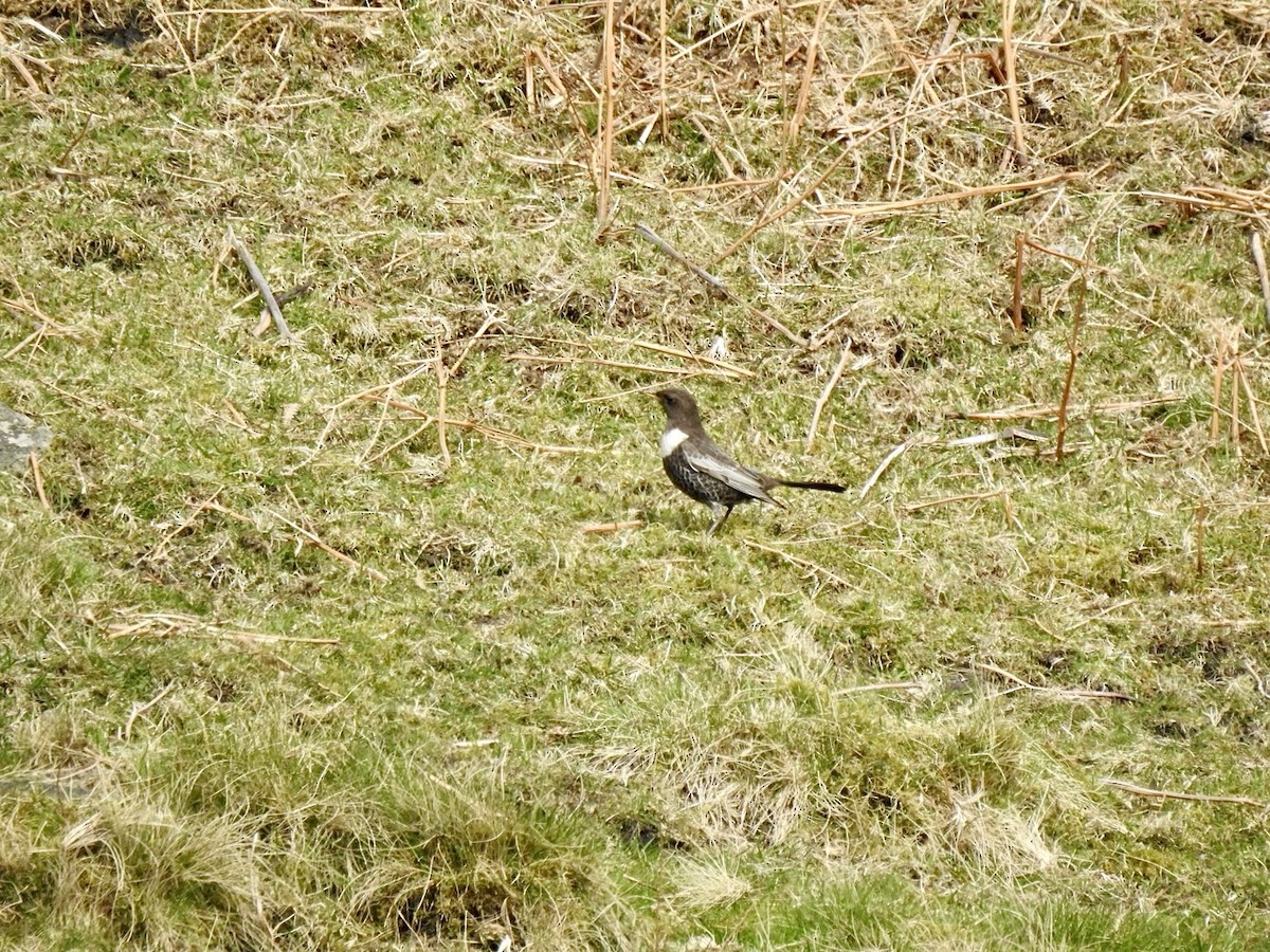 Ring Ouzel (Northern) - ML618022602