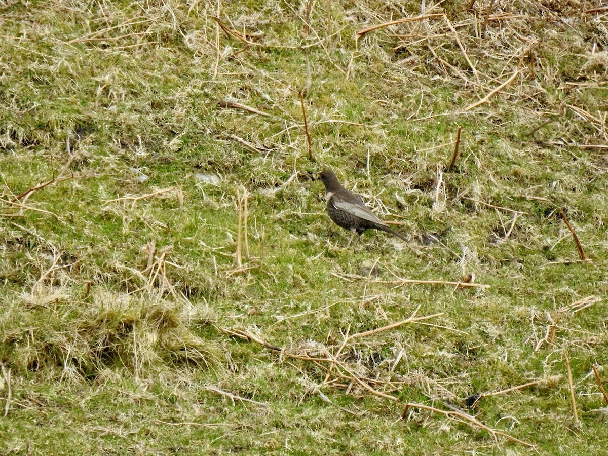 Ring Ouzel (Northern) - ML618022603