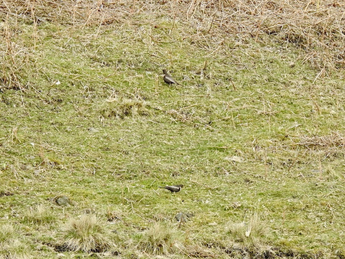 Ring Ouzel (Northern) - ML618022604