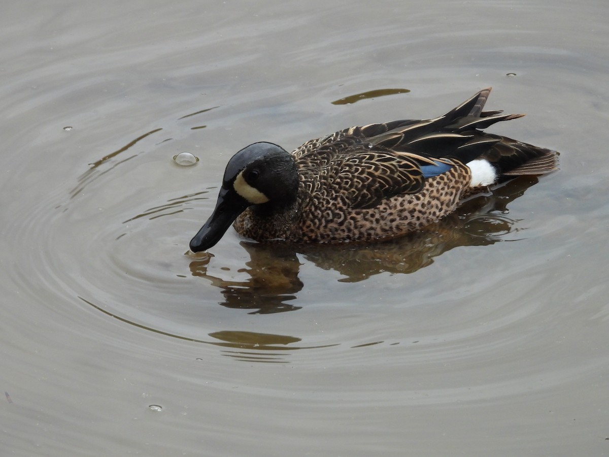 Blue-winged Teal - ML618022611