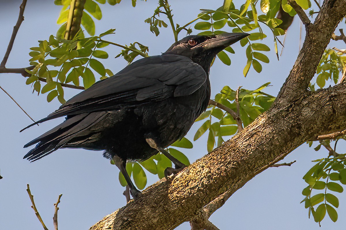 Cuban Palm-Crow - ML618022619