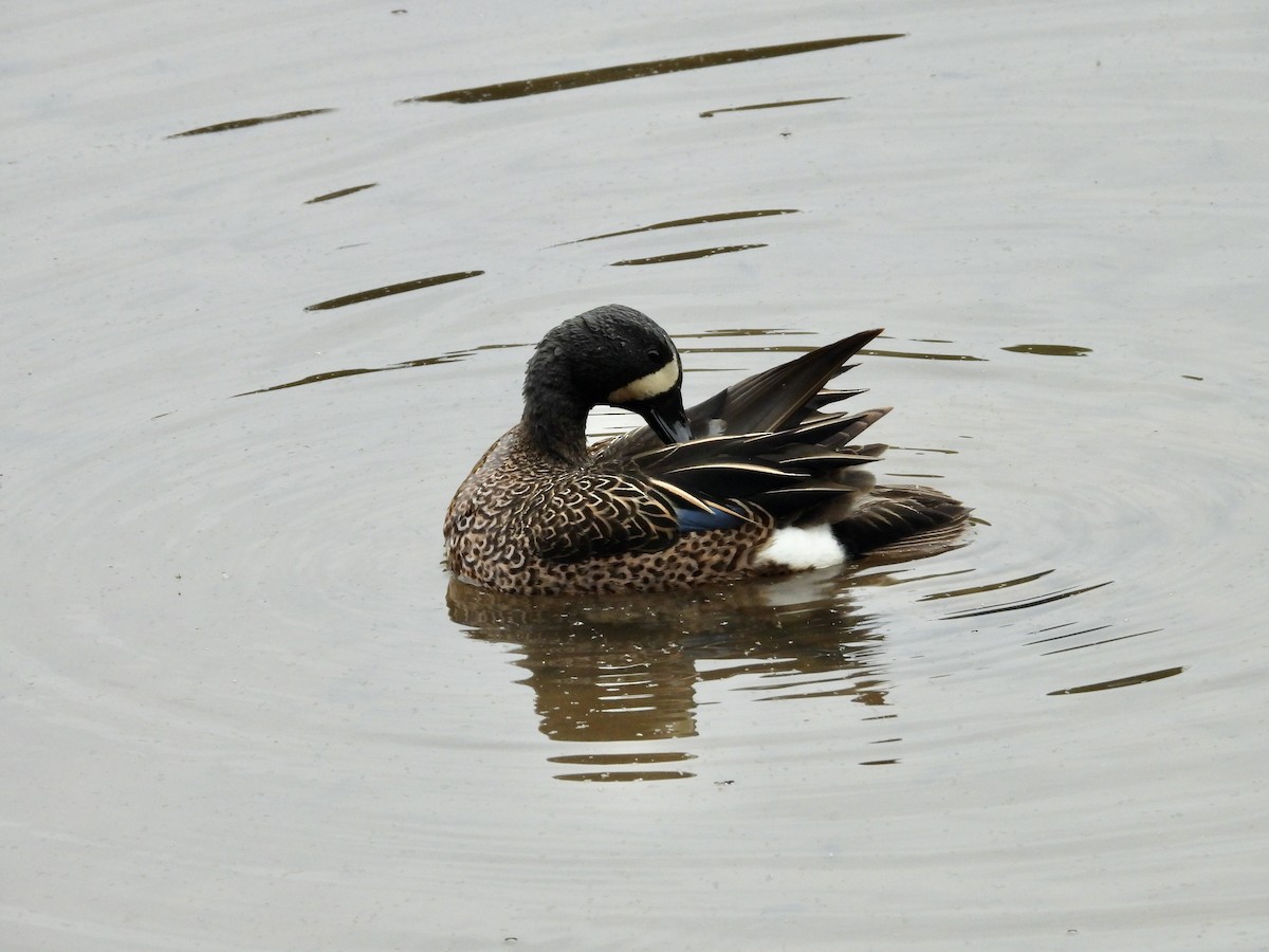 Blue-winged Teal - Patty McQuillan