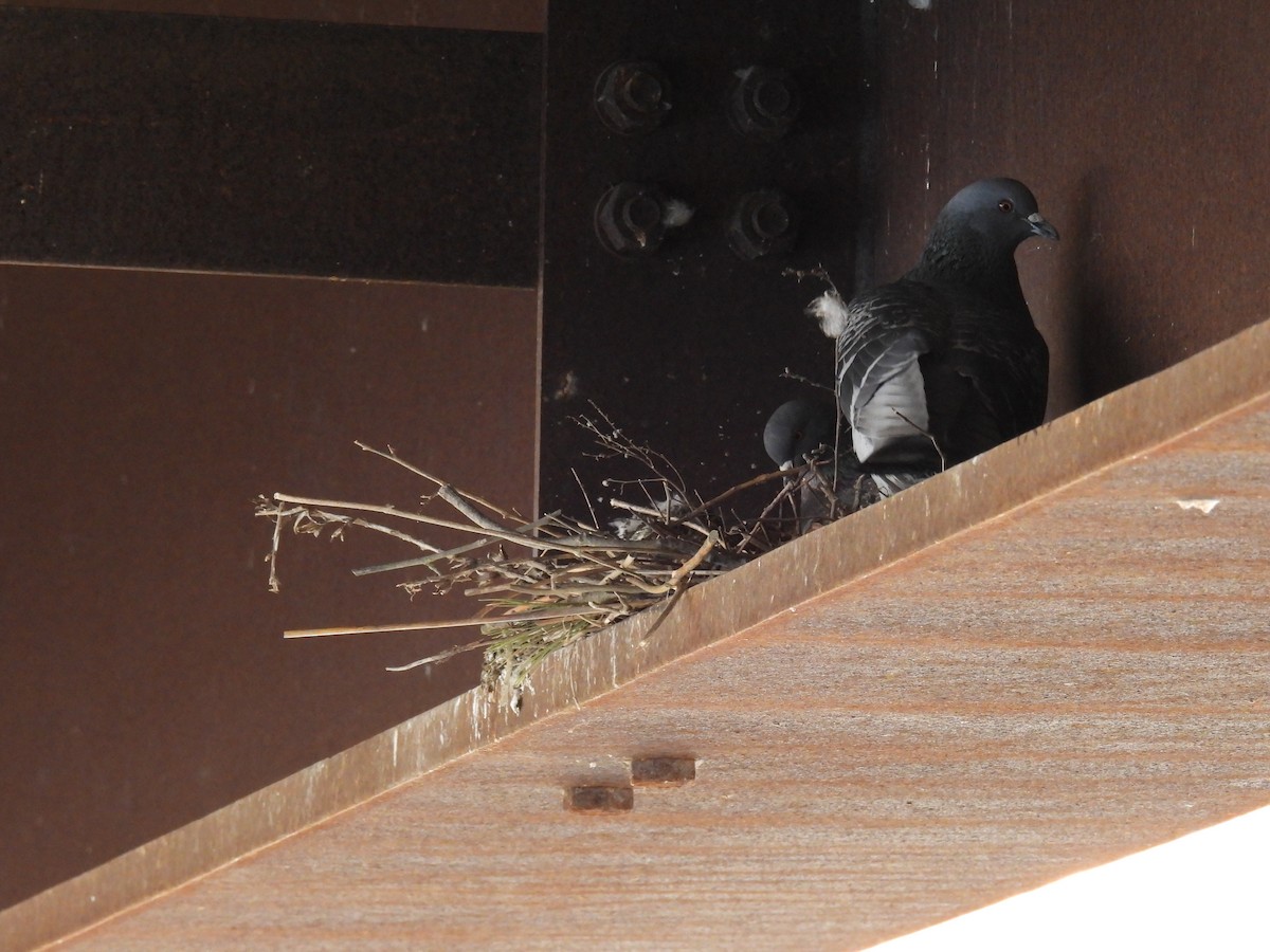 Rock Pigeon (Feral Pigeon) - Trish Berube