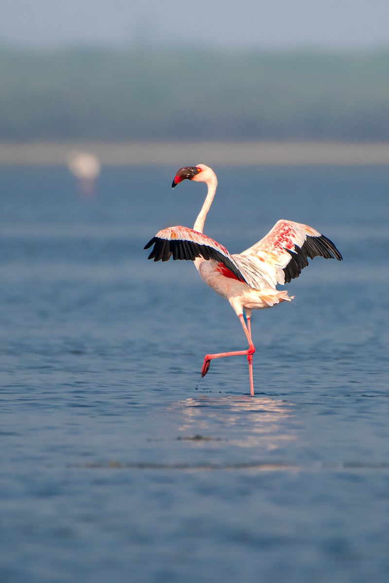 Lesser Flamingo - prem sai
