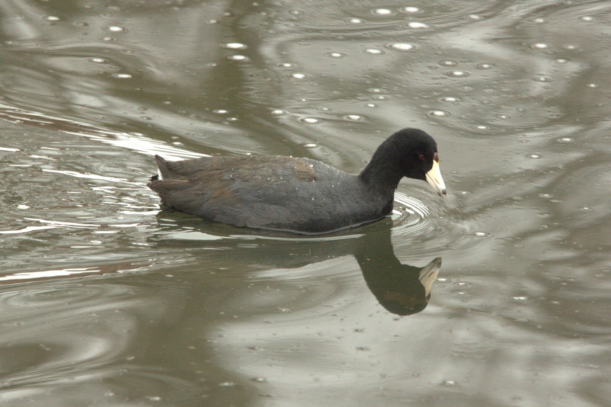 American Coot - Jay Mitchell