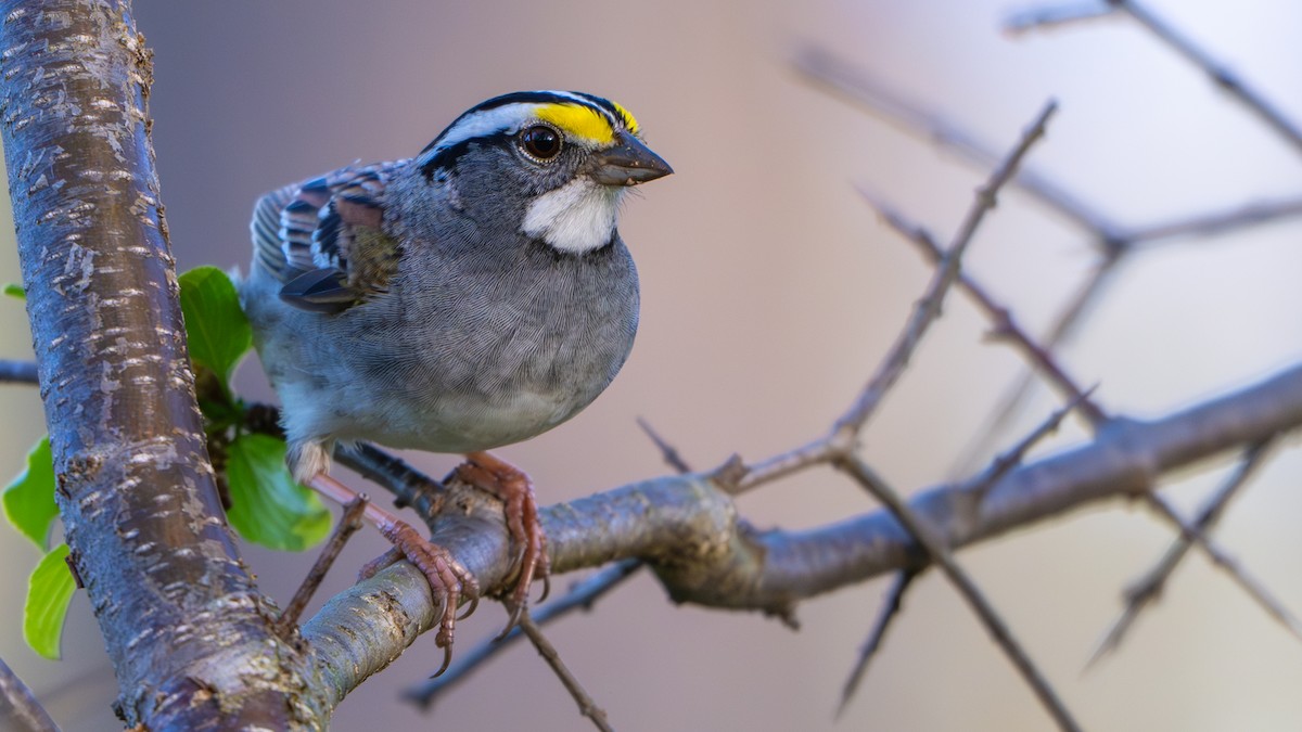 White-throated Sparrow - ML618022651