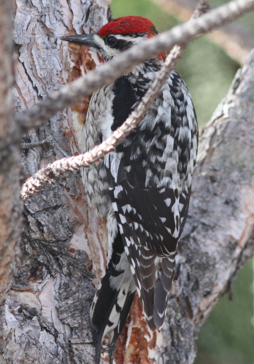 Red-naped Sapsucker - Aaron Driscoll