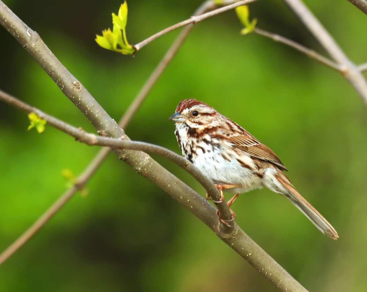 Song Sparrow - Bob Andrini