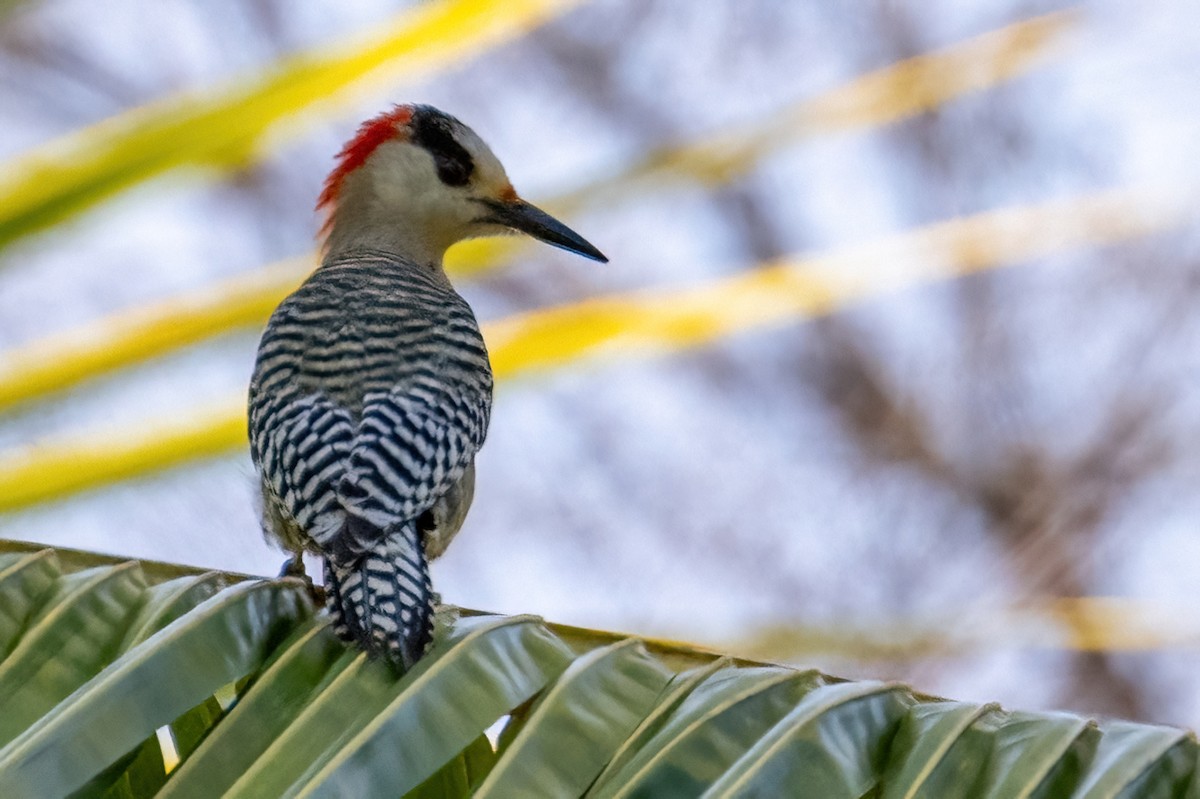 West Indian Woodpecker - James Hoagland