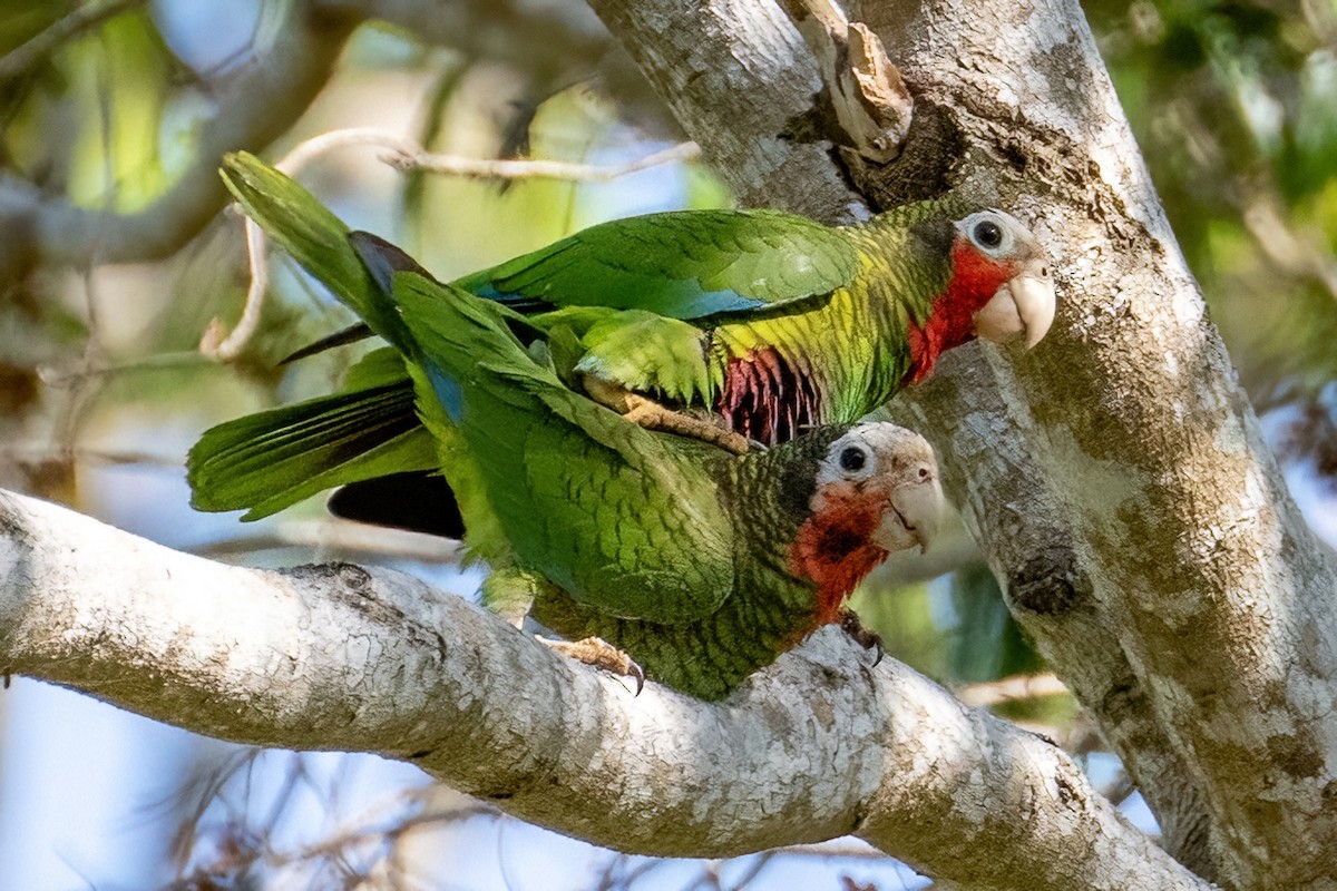 Cuban Parrot - ML618022744