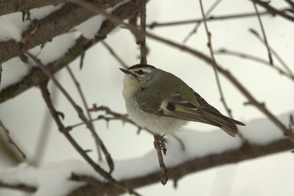 Golden-crowned Kinglet - Jay Mitchell