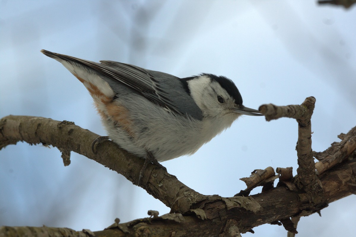 White-breasted Nuthatch - ML618022783