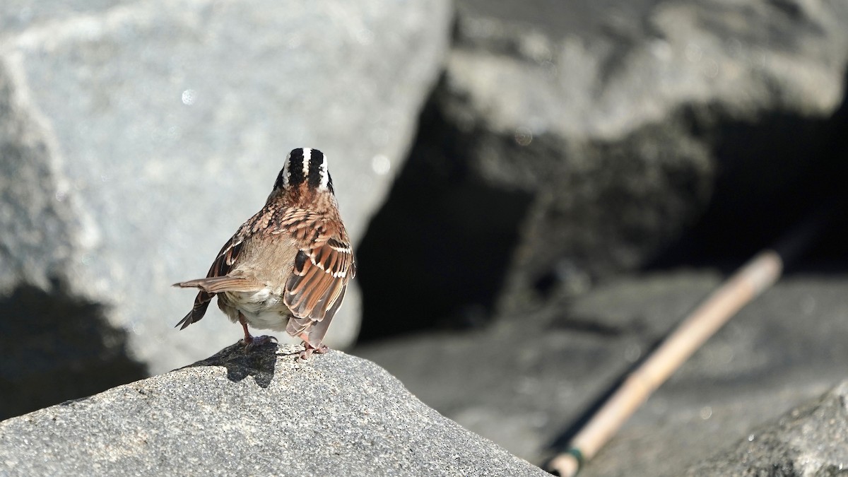White-throated Sparrow - Indira Thirkannad