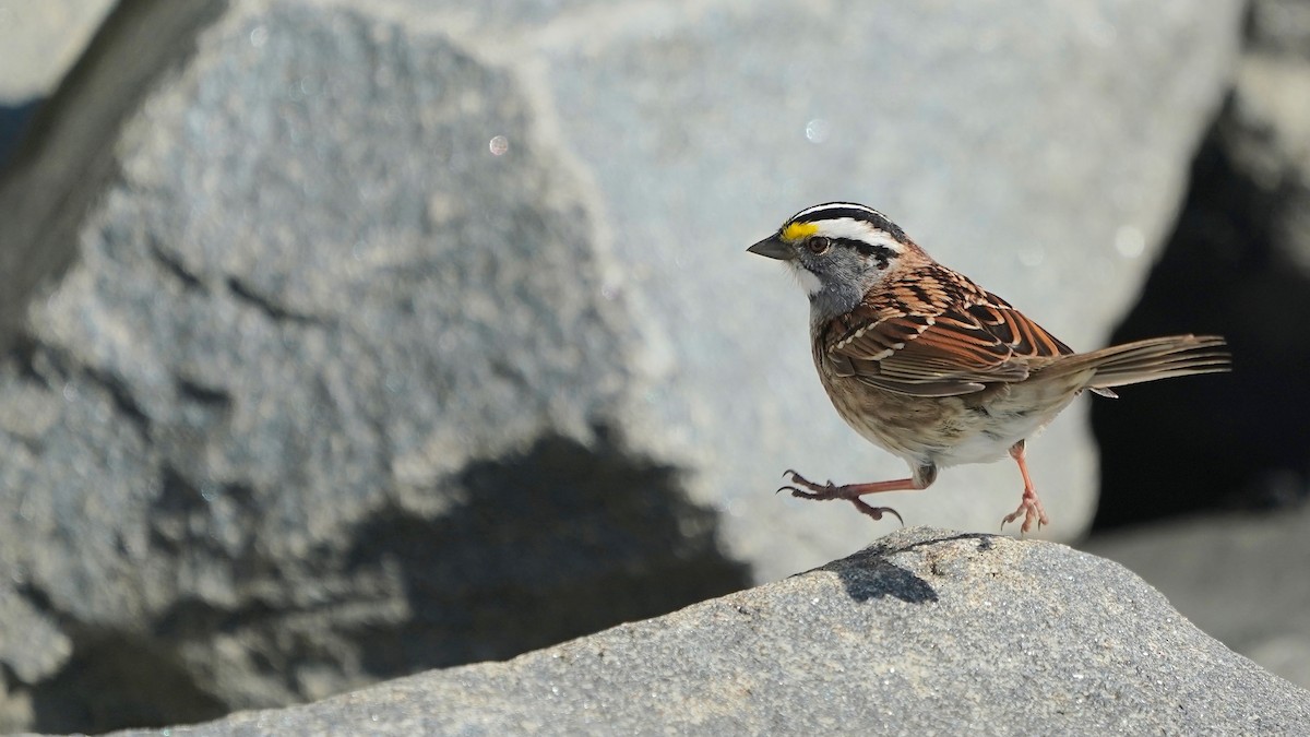 White-throated Sparrow - ML618022793
