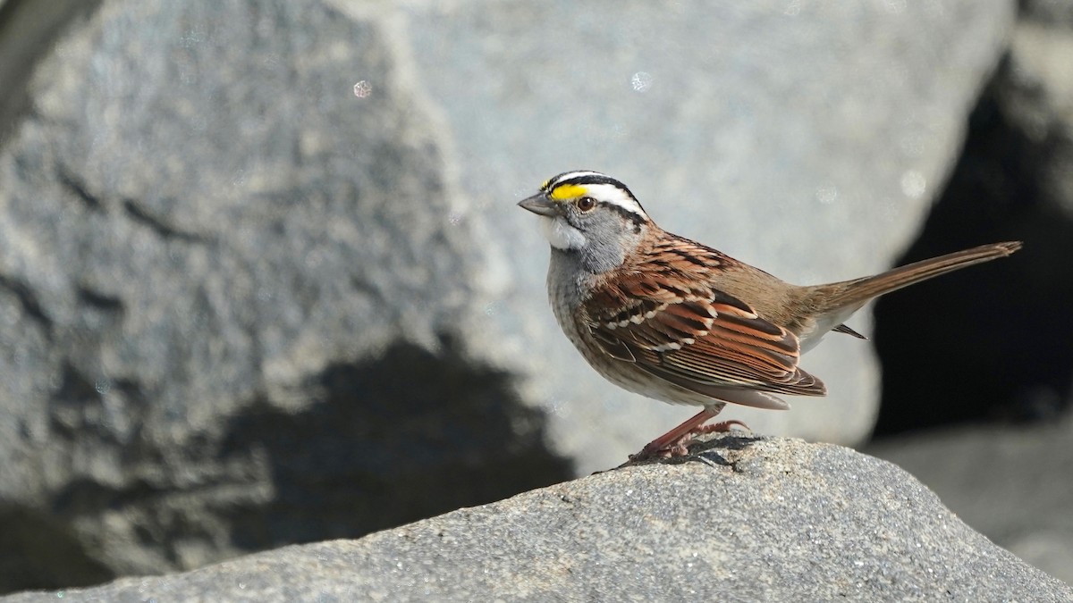 White-throated Sparrow - ML618022794
