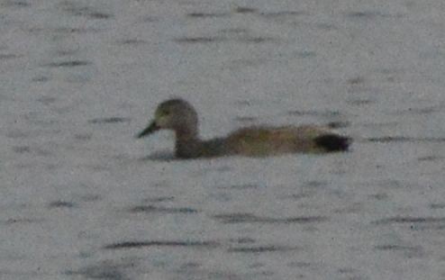 Gadwall - Anonymous