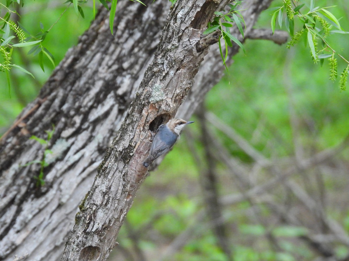 Brown-headed Nuthatch - ML618022825