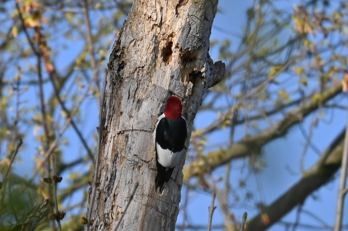 Red-headed Woodpecker - Q B Schultze