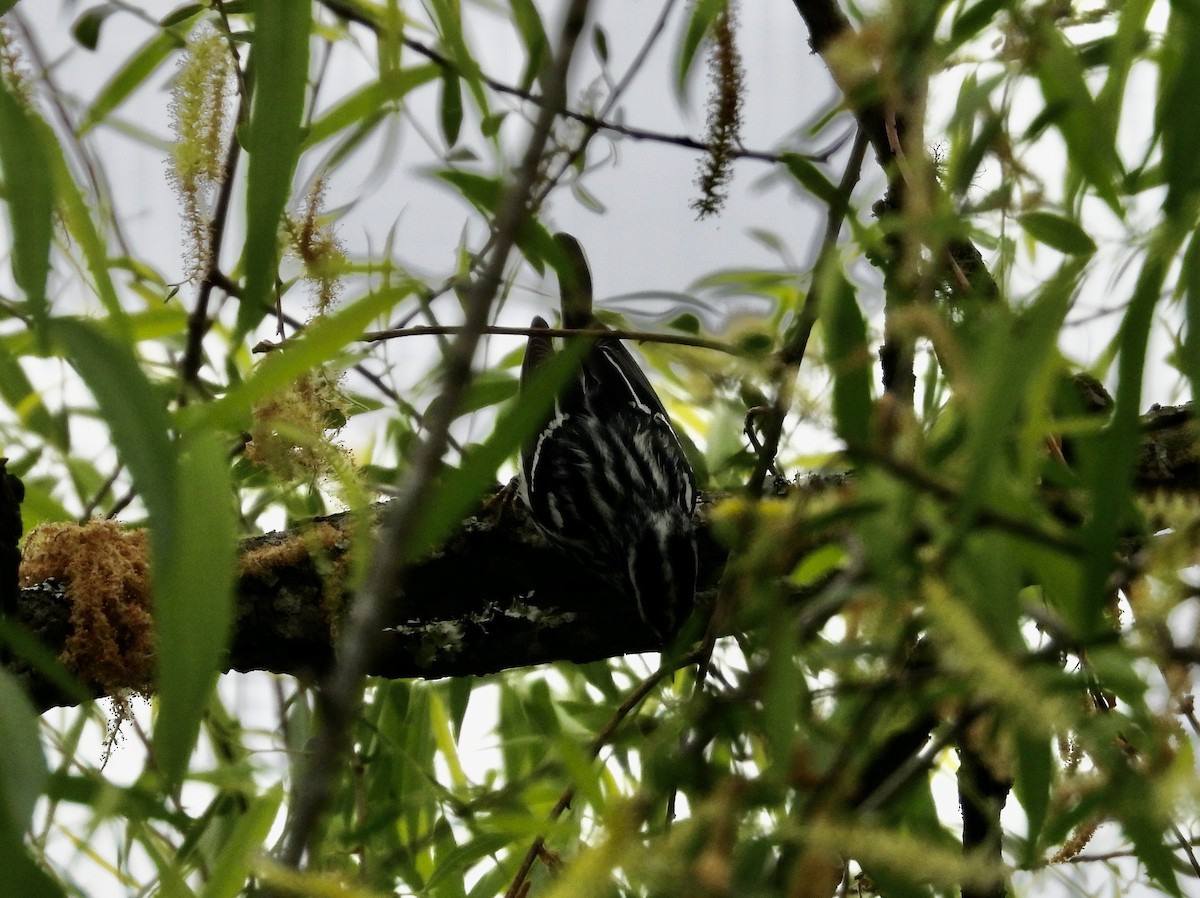 Black-and-white Warbler - ML618022832