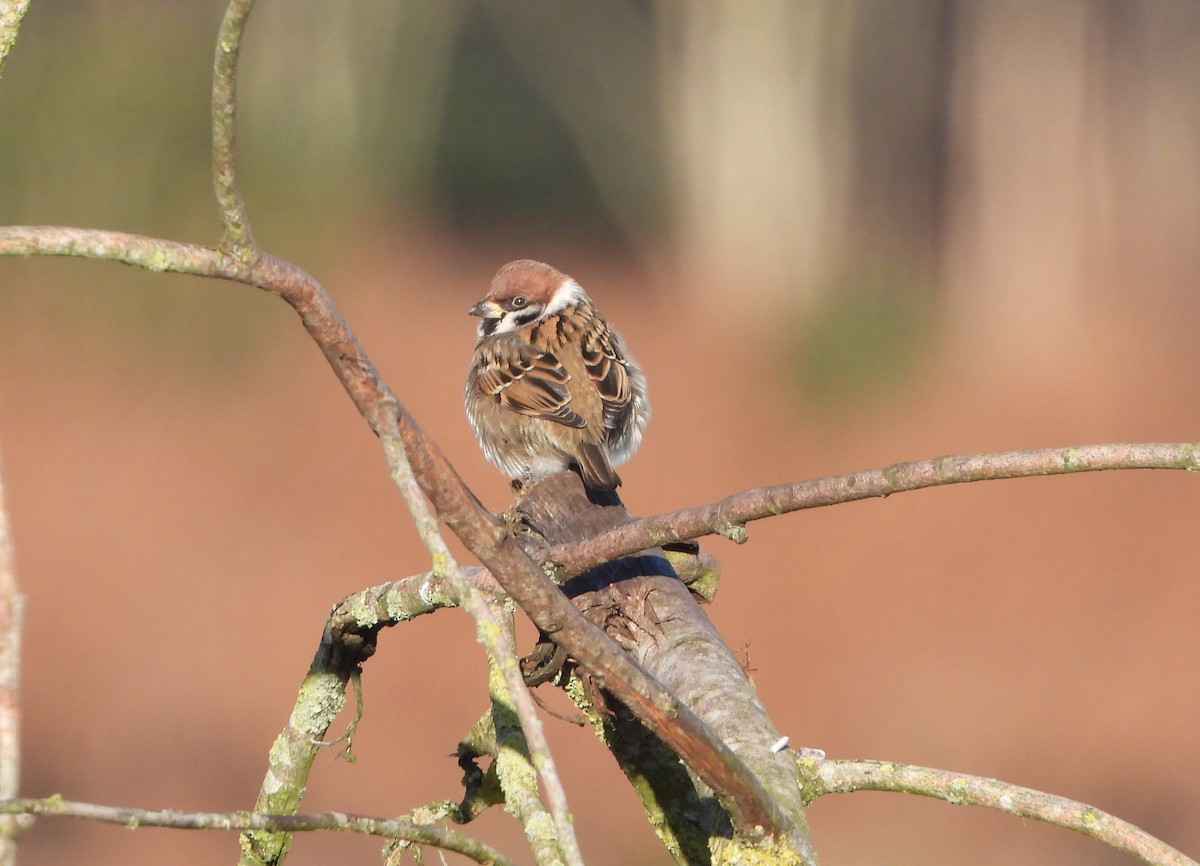 Eurasian Tree Sparrow - ML618022838