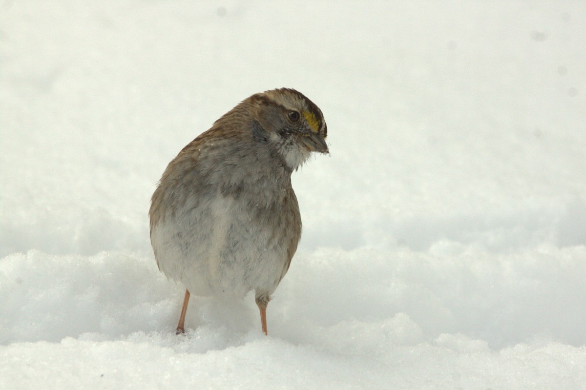 White-throated Sparrow - ML618022859