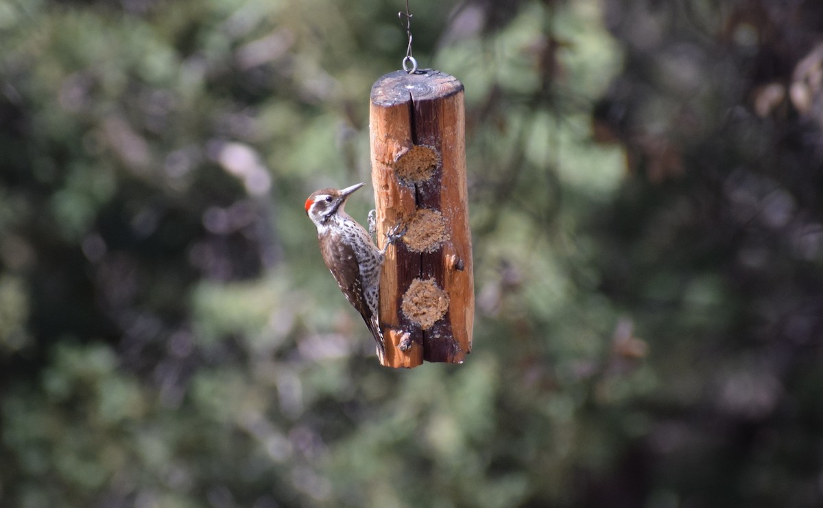 Arizona Woodpecker - Andrew Naert