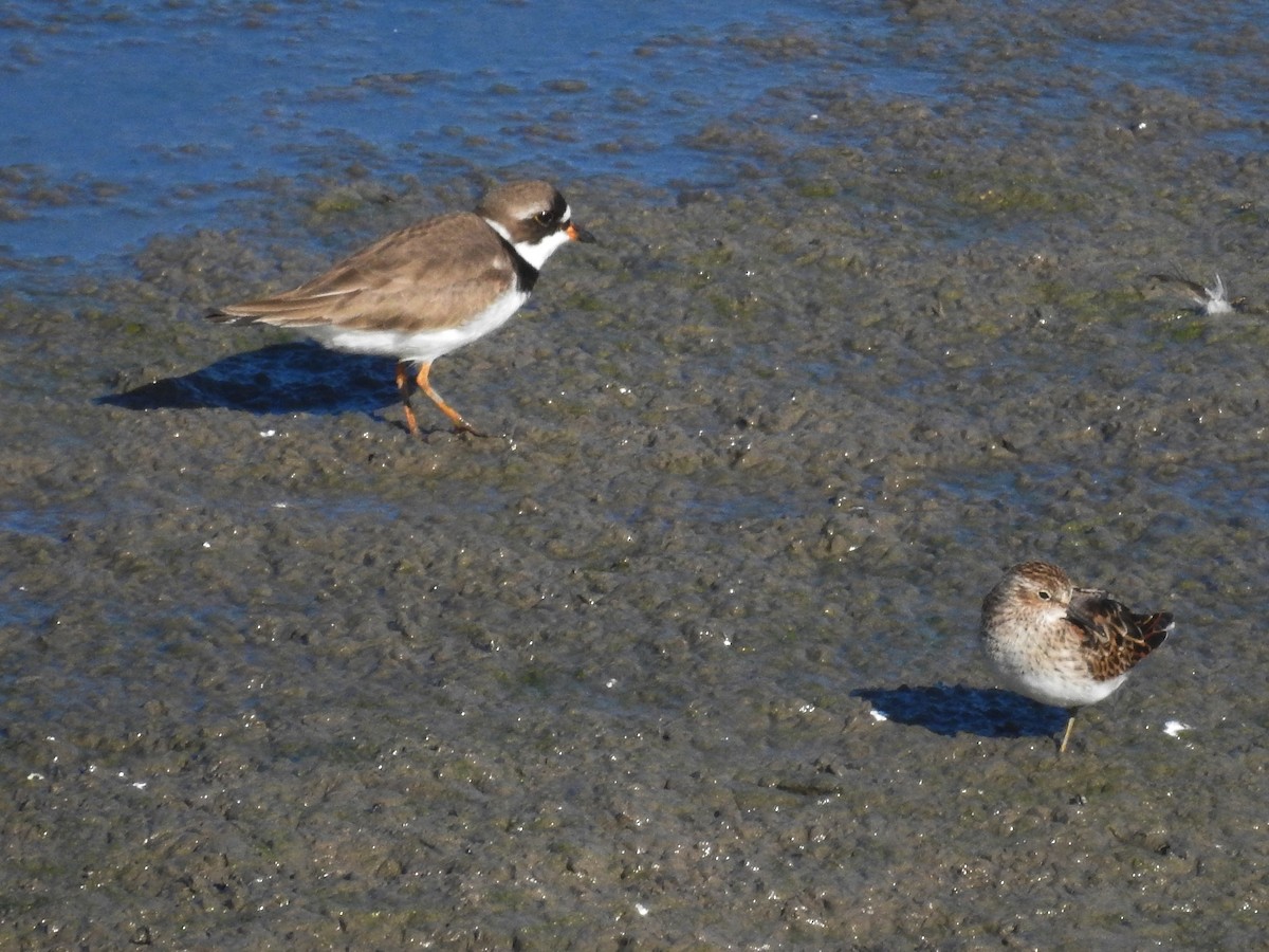 Semipalmated Plover - ML618022877