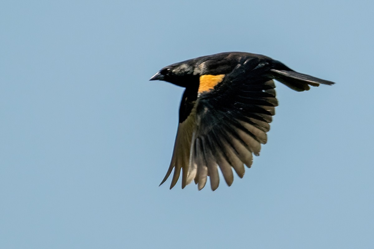 Tawny-shouldered Blackbird - ML618022880