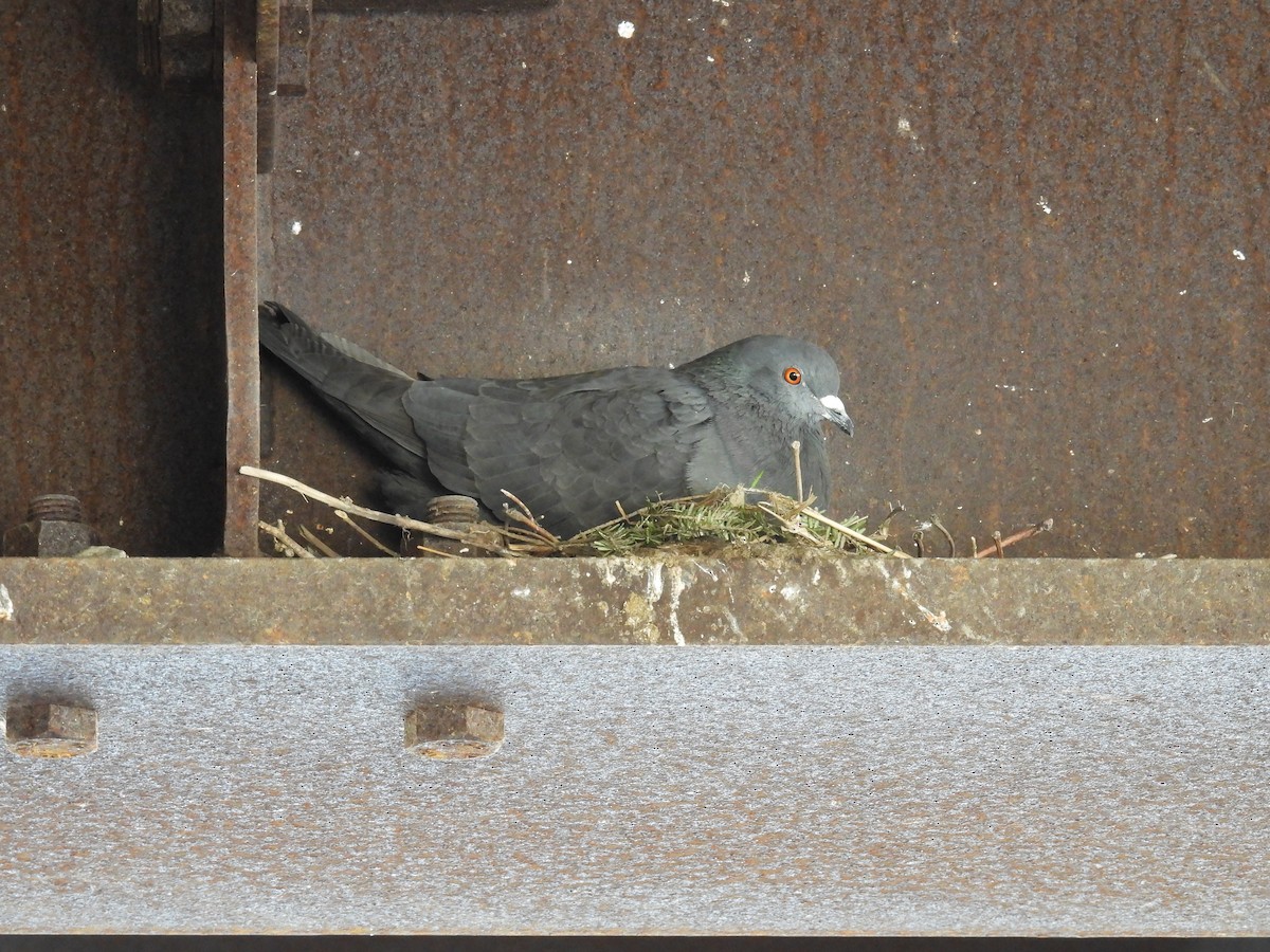 Rock Pigeon (Feral Pigeon) - ML618022891