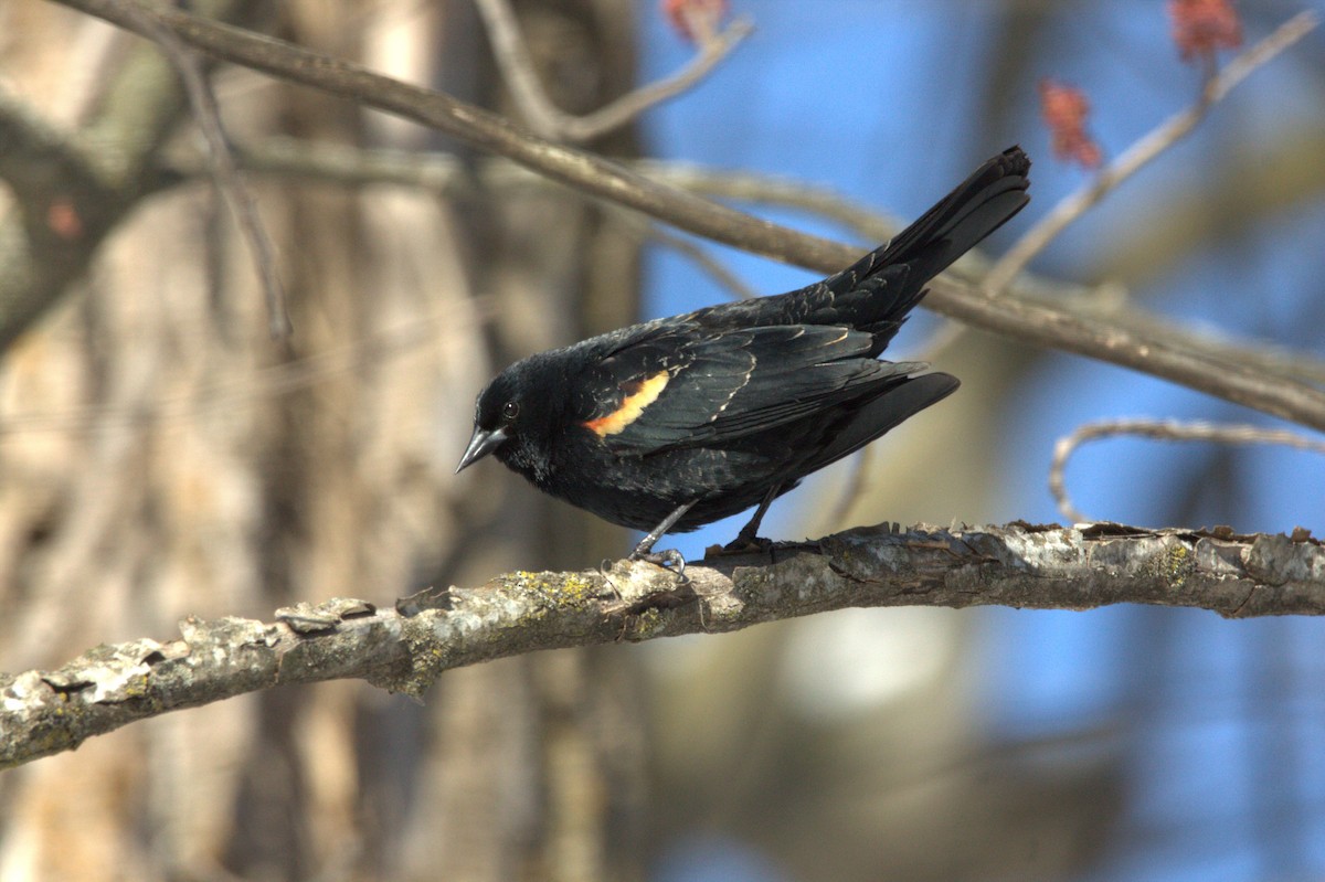 Red-winged Blackbird - Jay Mitchell