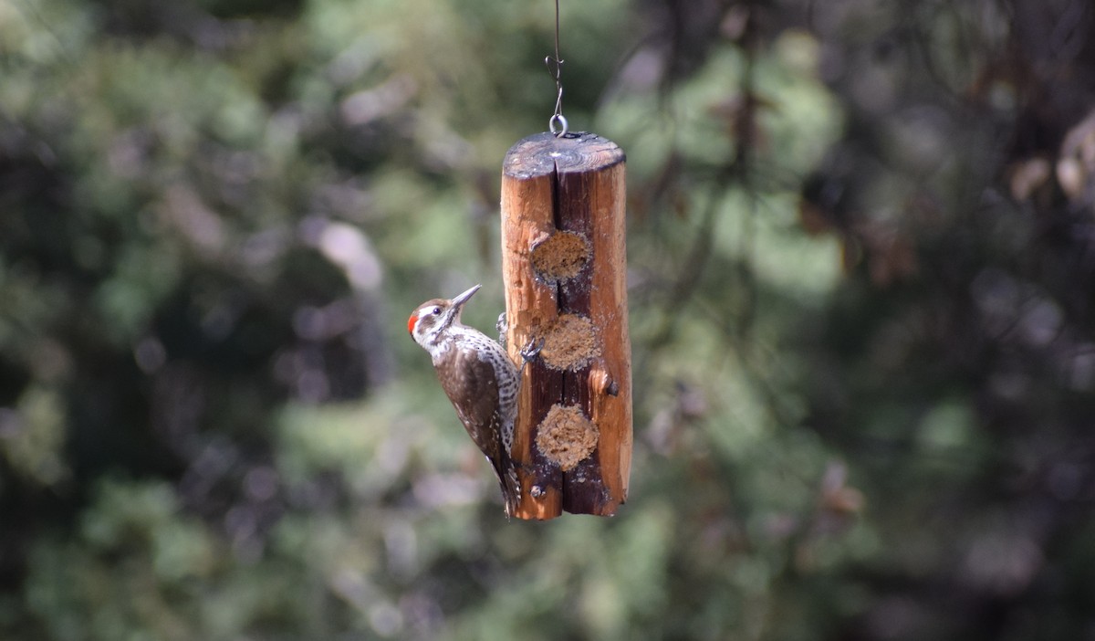 Arizona Woodpecker - ML618022906
