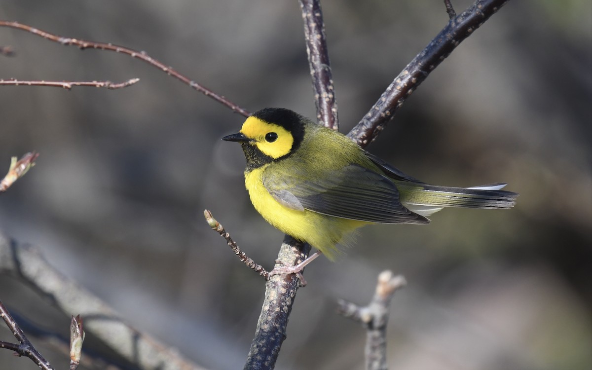 Hooded Warbler - eric masterson