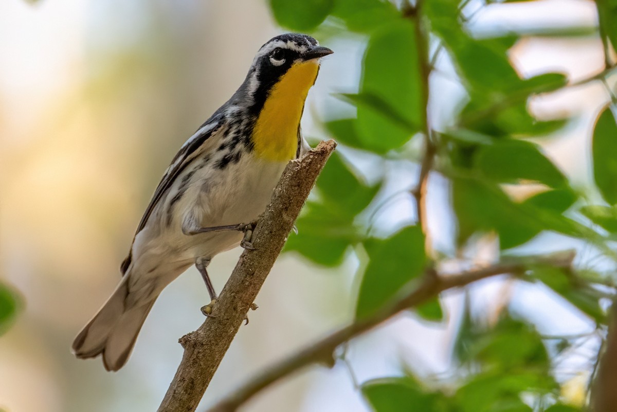 Yellow-throated Warbler - ML618022927
