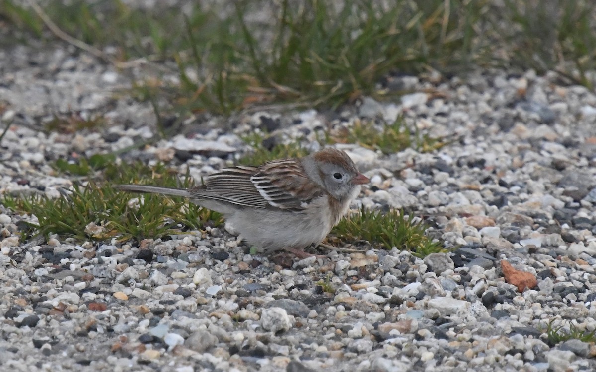 Field Sparrow - ML618022935