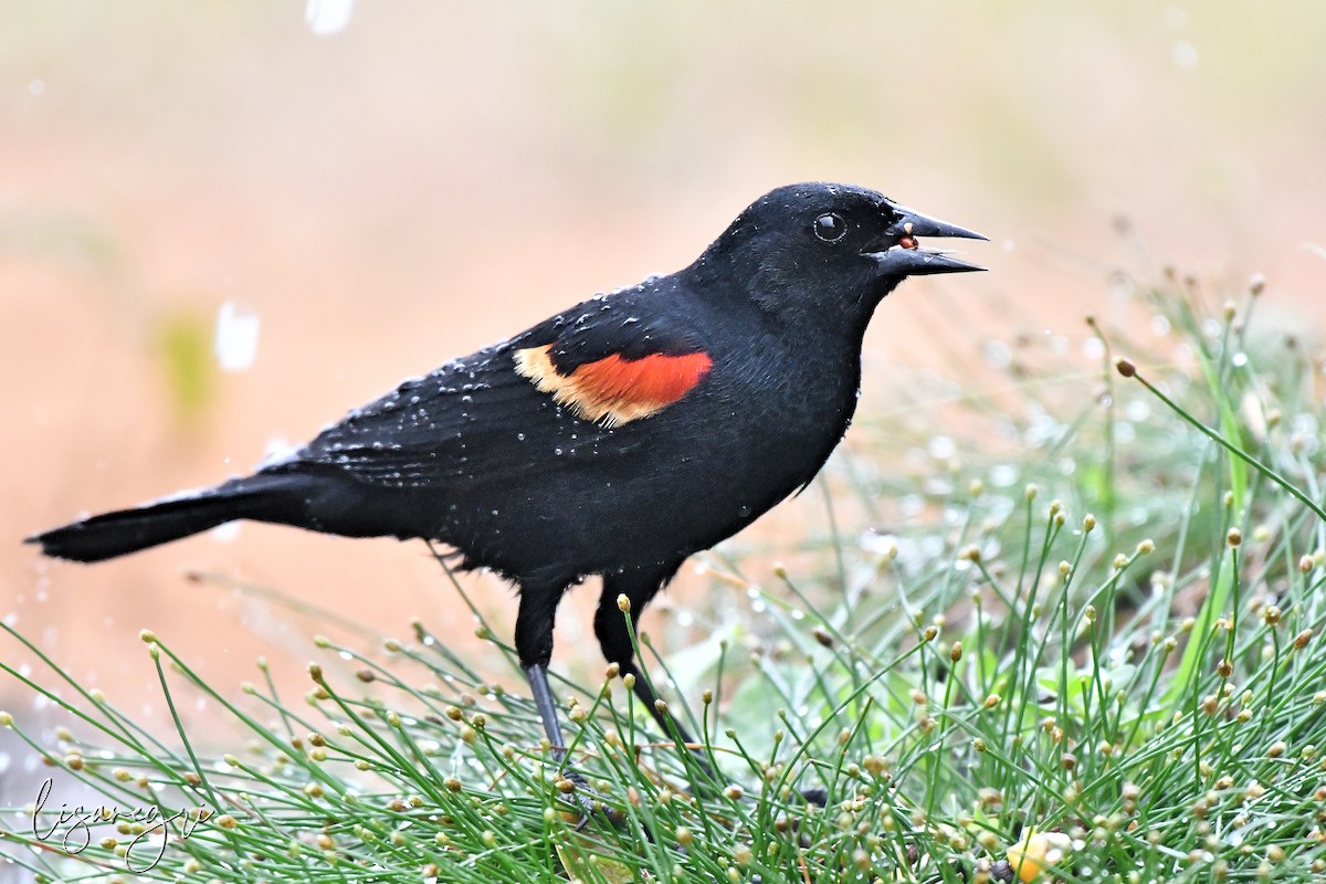 Red-winged Blackbird - ML618022988