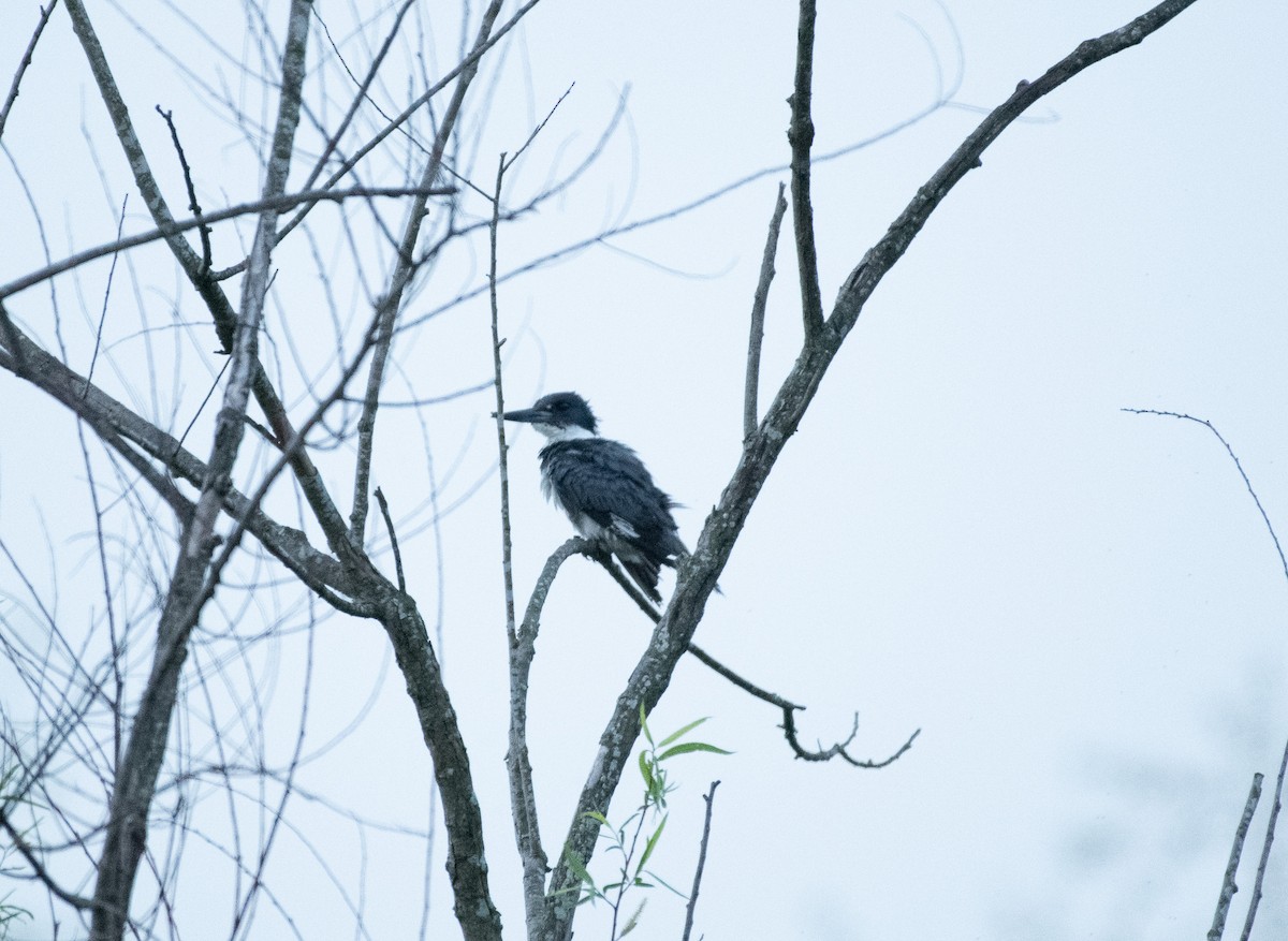 Belted Kingfisher - ML618022996