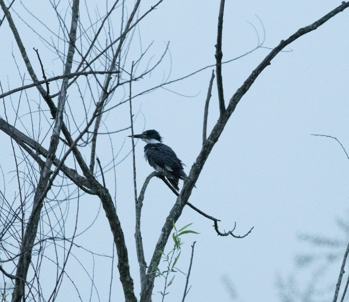 Belted Kingfisher - ML618022998