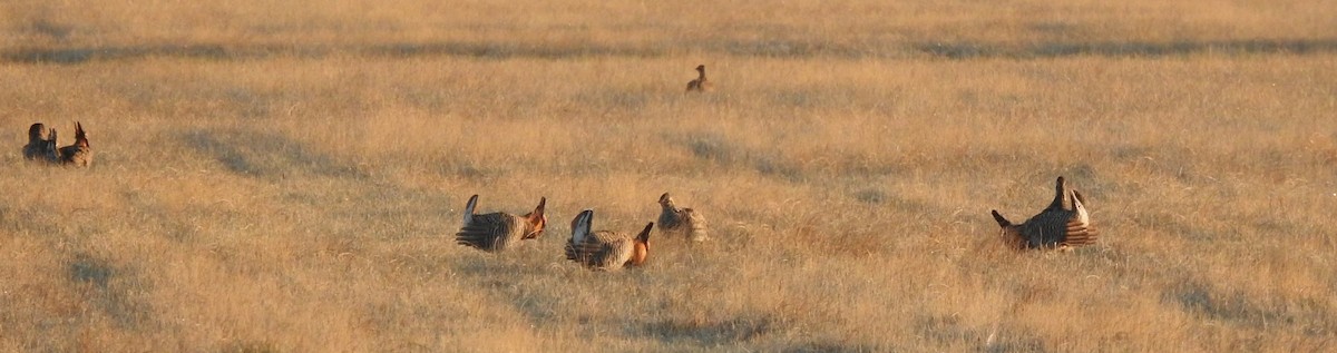 Greater Prairie-Chicken - Kris Eichers