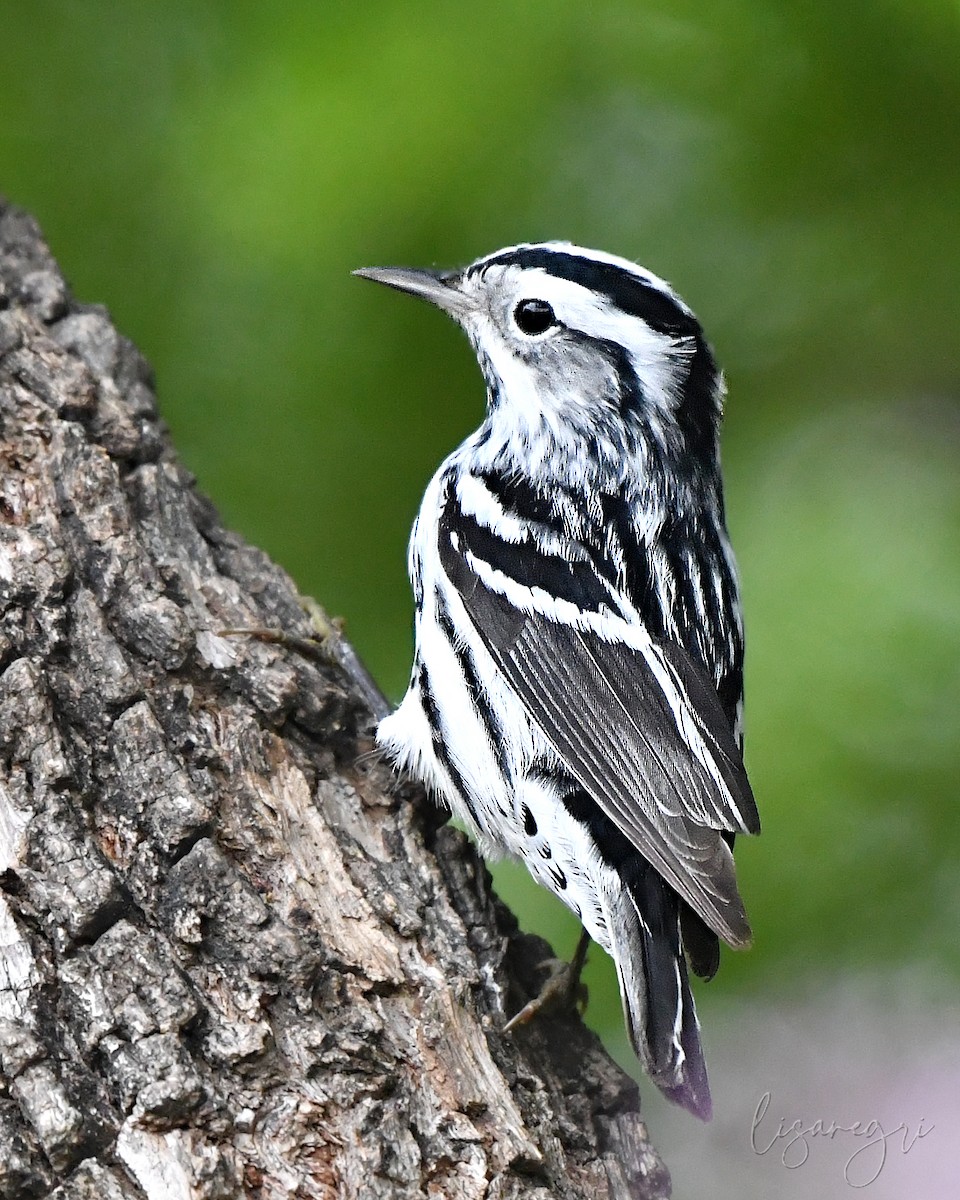 Black-and-white Warbler - ML618023003