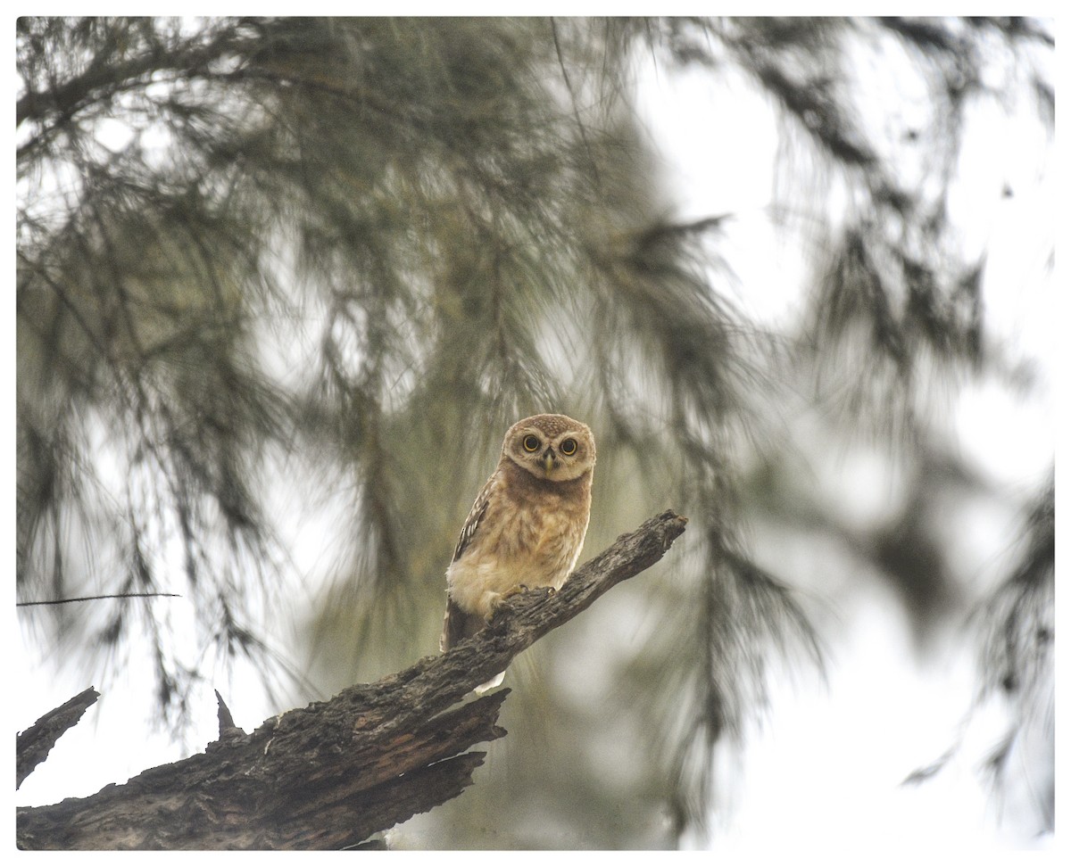 Spotted Owlet - ML618023019