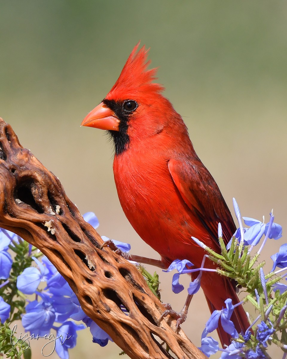 Cardinal rouge - ML618023055