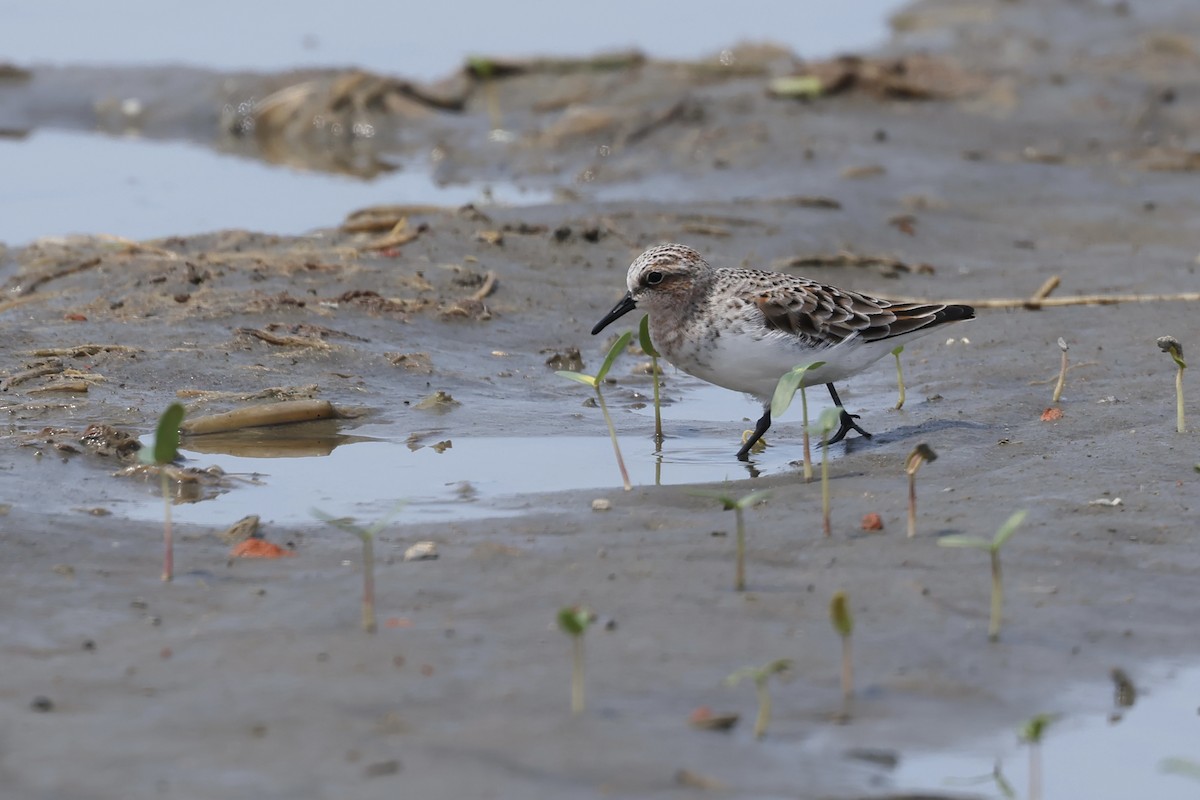 Red-necked Stint - HsuehHung Chang